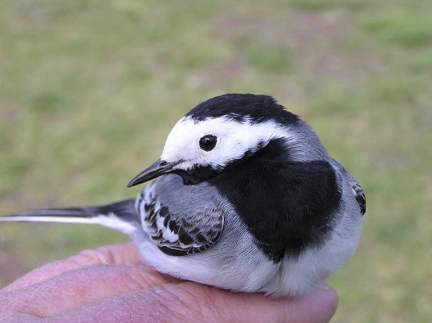 White Wagtail, Sundre 20070501